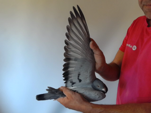 Pigeon image