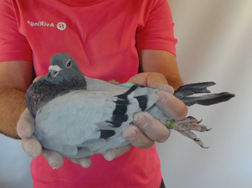 Pigeon image