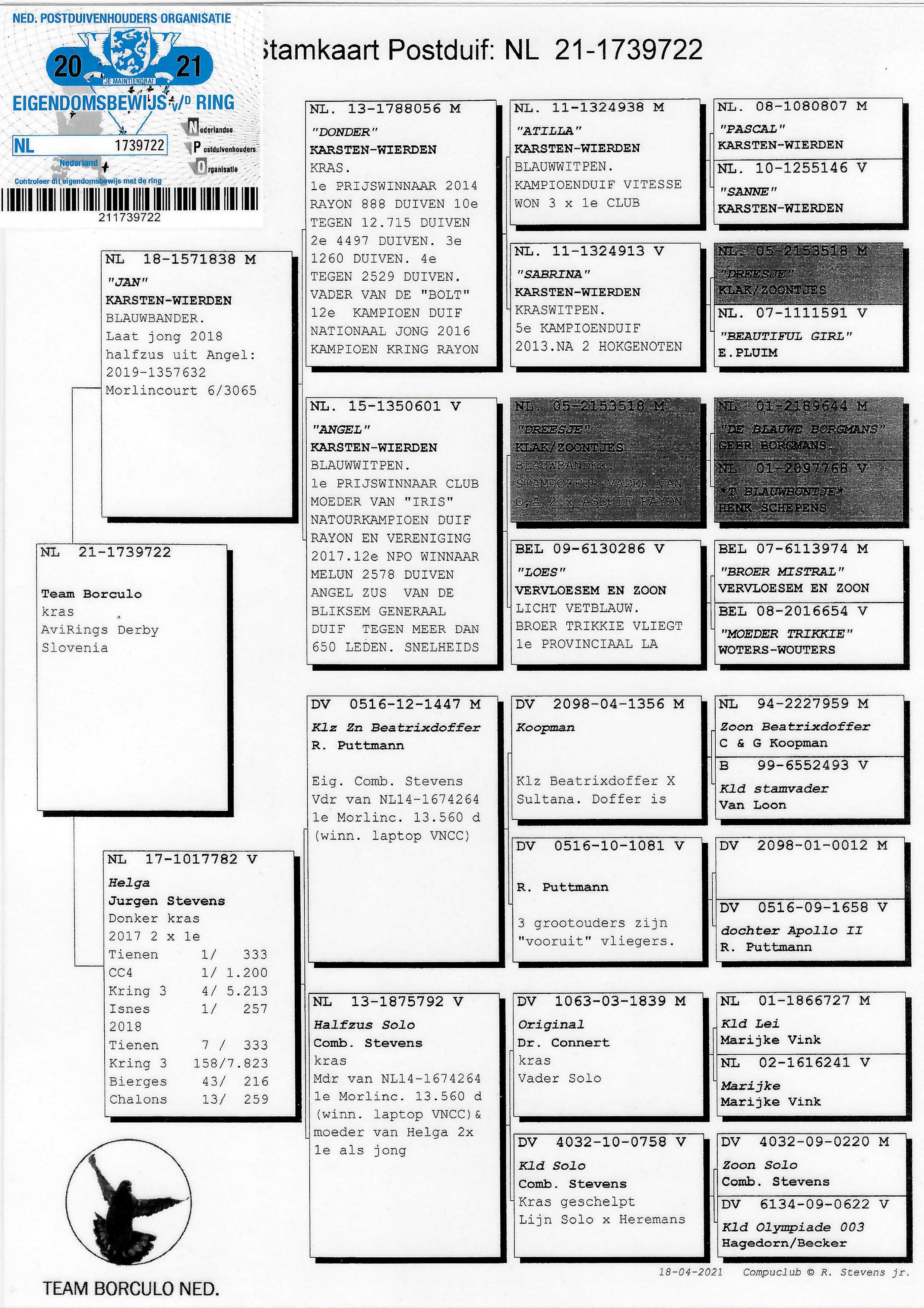 Pigeon pedigree image