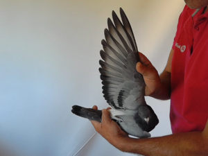 Pigeon image