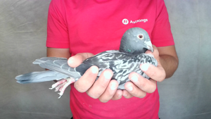 Pigeon image