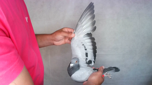 Pigeon image