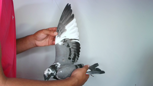 Pigeon image