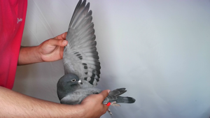 Pigeon image