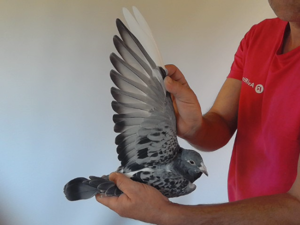 Pigeon image