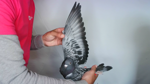Pigeon image