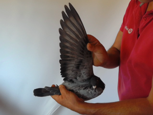 Pigeon image