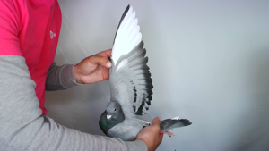 Pigeon image