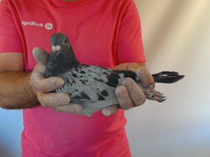 Pigeon image