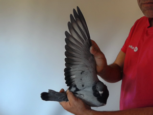 Pigeon image