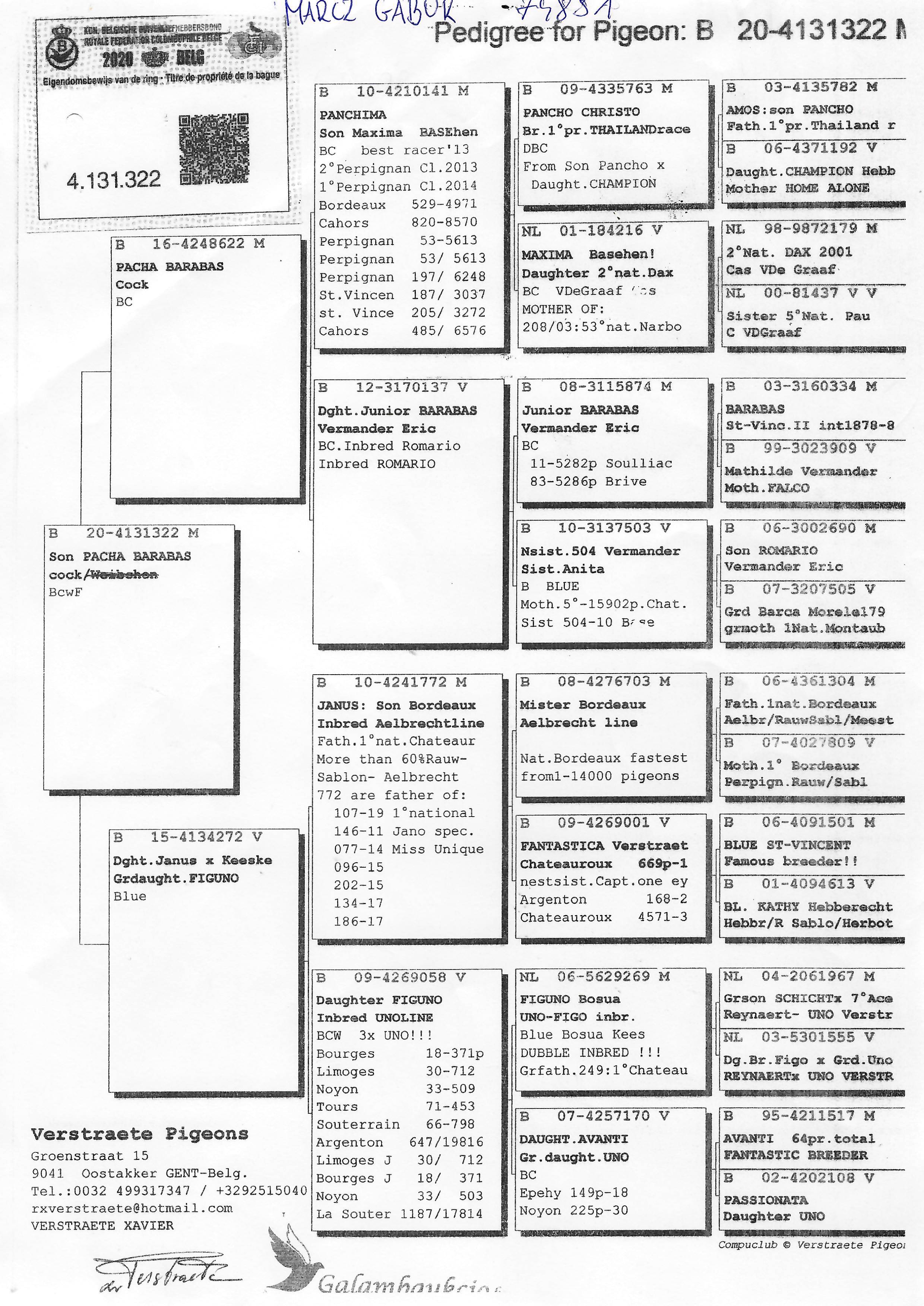 Pigeon pedigree image