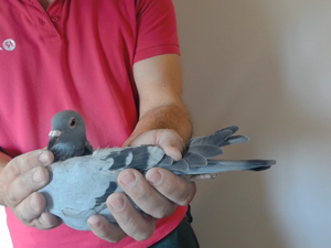 Pigeon image