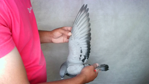 Pigeon image