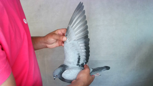 Pigeon image