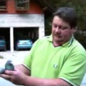Pigeon image
