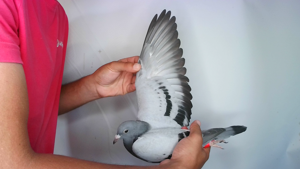 Pigeon image
