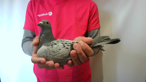 Pigeon image