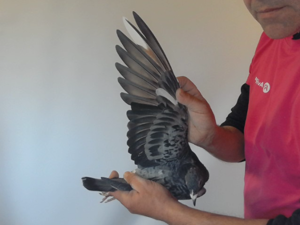Pigeon image