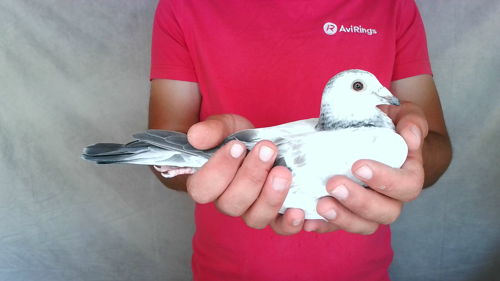 Pigeon image
