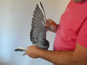Pigeon image