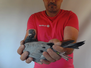 Pigeon image