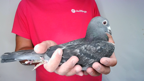 Pigeon image