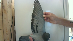 Pigeon image