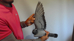 Pigeon image