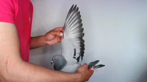 Pigeon image