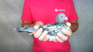 Pigeon image
