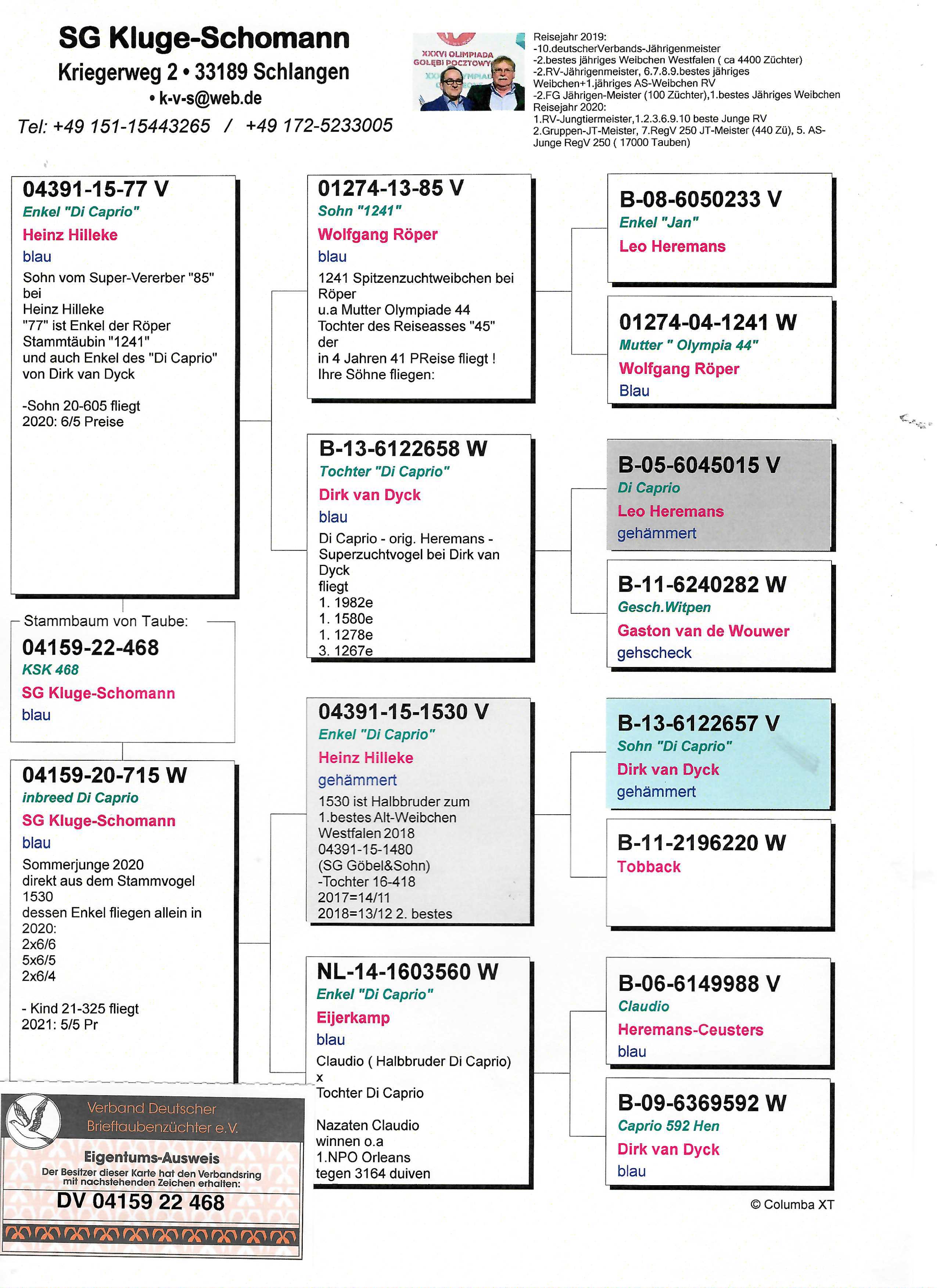 Pigeon pedigree image