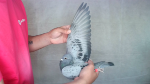 Pigeon image