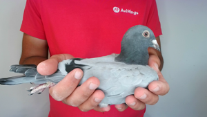 Pigeon image
