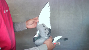 Pigeon image