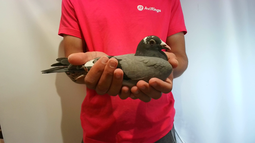 Pigeon image