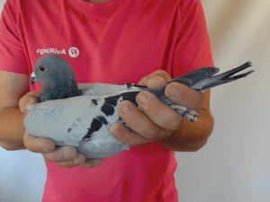 Pigeon image