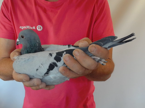 Pigeon image