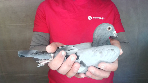 Pigeon image