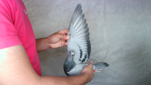 Pigeon image