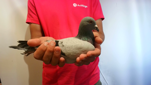 Pigeon image