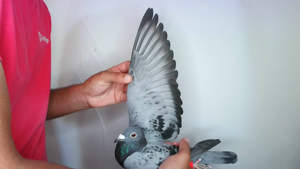 Pigeon image