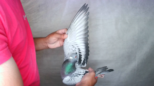 Pigeon image