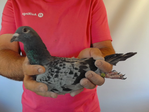 Pigeon image