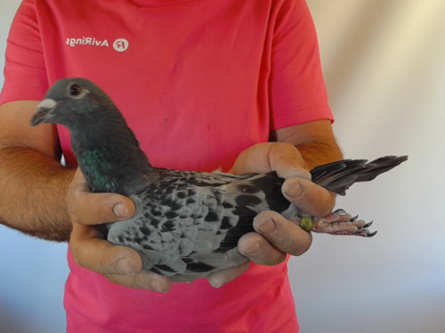 Pigeon image