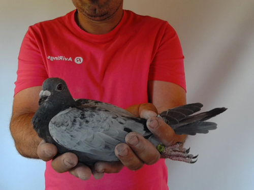 Pigeon image