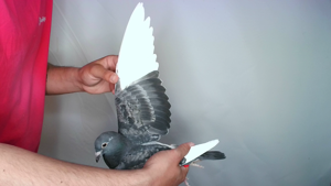 Pigeon image