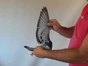 Pigeon image