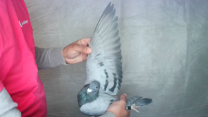 Pigeon image