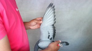 Pigeon image