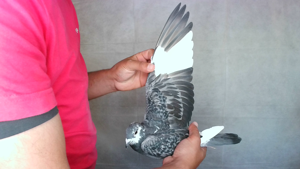 Pigeon image